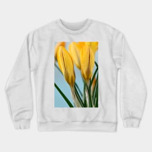 Crocus x luteus  &#39;Golden Yellow&#39;  Syn.  Crocus x stellaris &#39;Golden Yellow&#39; Crocus &#39;Golden Mammoth&#39; Crewneck Sweatshirt